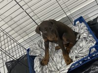 2 aylık doberman köpeği