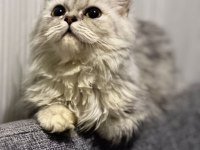 Silver Point British Longhair yavrularımız sahiplendirilecek