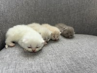 British Shorthair Yavrularım Yuvalarını Bekliyor