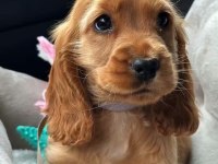 Amerikan Cocker Köpeklerimiz Gelip Görerek Alabilirsiniz