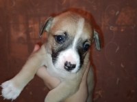 Corgi / Jack russell