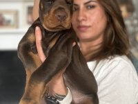 Europan üst düzey doberman yavrular