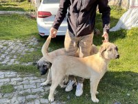 6 parmak dişi kangal
