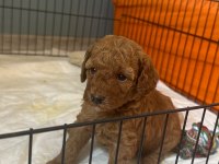 Kore kan poodle yavrular