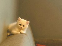 British longhair toplu ve ya tekli