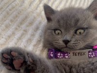 2 aylık yavru british shorthair