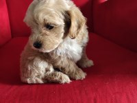 ORJİNAL MALTİPOO YAVRULAR
