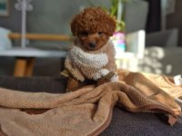 Orijinal toy poodle bebekler
