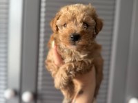 SEVİMLİ MALTİPOO YAVRULARIMIZ