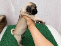 Pug Mops Yavrular Sıfır Burun Gül Kuyruk