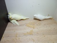 YENİ YEME DÜŞMÜŞ KIRMIZI GÖZ BEBEK YAVRU MUHABBET