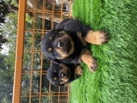 İki Adet Dişi Yavru Rottweiler