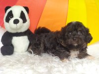 Black Maltipoo
