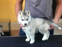 Safkan Husky yavrularım