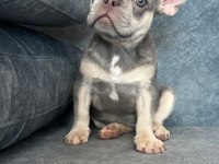 KALİTELİ LİLAC TAN FRENCH BULLDOG BEBEK
