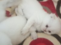 Orjinal blue point top kafa mavi gözlü kediler