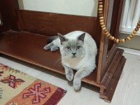 Çok Uysal British Shorthair 6 Aylık Bakımlı