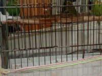 Kümesi kapatıyorum yavrulu 3 takım muhabbet kuşu