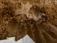 Safkan Toy Poodle Yavruları Irk Garanti Ücretsiz Teslimat