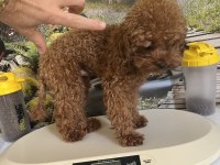 Çok Tatlı 11 Aylık 1.700 Gr Teacup Poodle
