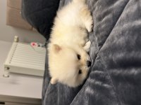 Pomeranian Boo Yavruları (Erkek)
