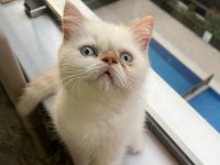 Show Kalite Irk Garantili Exotic Shorthair Bebeğimiz