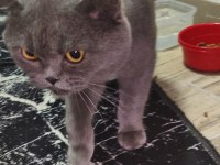 ACİL YUVA KEDİMİZE