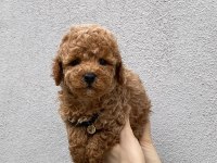 Tüy dökmez koku yapmaz toy poodle yavrularım