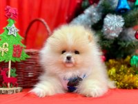 Pomeranian ayı surat yavrular