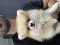 0 NUMARA POMERANİAN WC EĞİTİMİ VAR