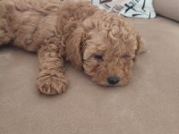 TOY POODLE YAVRULAR İZMİR