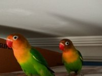 Bir erkek ve bir dişi cennet papağanı