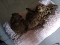 0 numara toy poodle