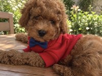 Ped Eğitimli Toy Poodle Yavrumuz