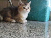 Dünyalar Güzeli British Shorthair Black Golden