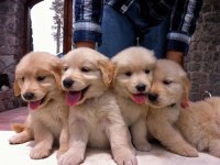 Golden Retriever Yavrular İçin Ulaşabilirsiniz