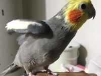 Ele alışık sultan papağanı konuşuyor