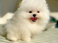 TEACUP BEYAZ AYICIK POMERANİAN BOO