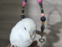 Bebek Muhabbet kuşları