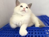 Ragdoll yavrular dişi erkek