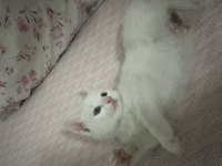 1,5 Aylık British Shorthair