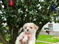 A+ Kalite Maltipoo Yavrularımız 81 ile Gönderim Mevcuttur