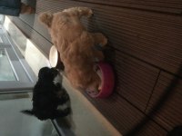 6 haftalık maltipoo