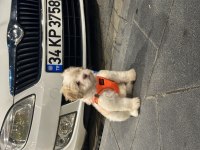 3 AYLIK MALTİPOO OĞLUMUZ SAHİBİNİ BEKLİYOR
