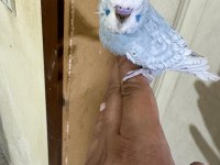 36 GÜNLÜK JUMBO ERKEK BEBEK MUHABBET KUŞU