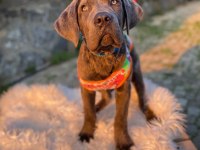Gerçek cane corso köpekler için Ulaşın