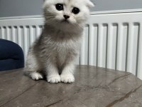 Silver shaded ve golden ny25 british shorthair yavrular