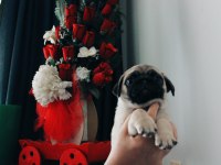 2 AYLIK EVİNİZE NEŞE GETİRİCEK ENERJİK PUG YAVRUSU