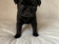 Gül Kuyruk Sevecen Lekesiz Siyah Pug