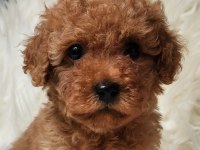 Veteriner teknikerinden sevimli toy poodle dişi ve erkek
